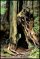 Cedar tree. Olympic National Park, Washington, USA. (color)