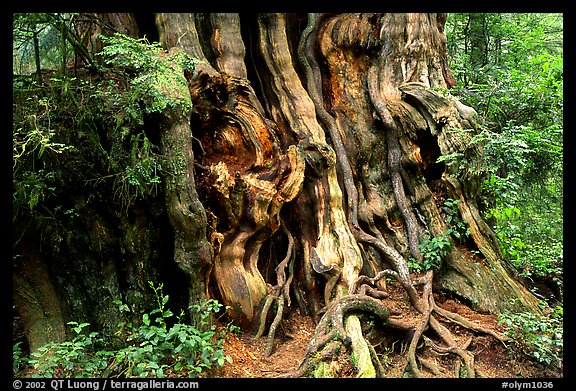 Huge cedar tree. Olympic National Park