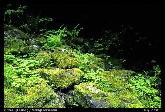 Mosses and boulders along Quinault river. Olympic National Park, Washington, USA.