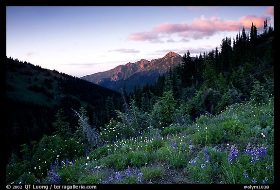 Wildflowers at sunset, Hurricane ridge. Olympic National Park, Washington, USA.