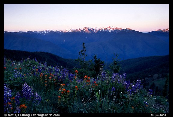 Wildflowers and Olympus range, Hurricane ridge. Olympic National Park, Washington, USA.