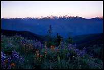 Wildflowers and Olympus range, Hurricane ridge. Olympic National Park, Washington, USA. (color)