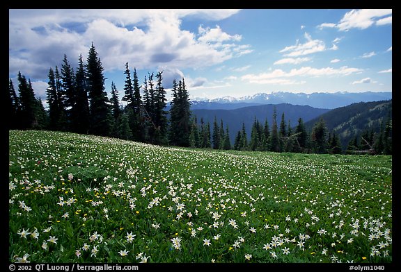 Avalanche lillies, Hurricane ridge. Olympic National Park, Washington, USA.