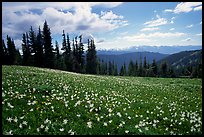 Avalanche lillies, Hurricane ridge. Olympic National Park, Washington, USA. (color)