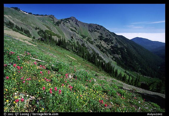 Wildflowers on hill, Hurricane ridge. Olympic National Park, Washington, USA.