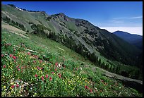 Wildflowers on hill, Hurricane ridge. Olympic National Park, Washington, USA. (color)