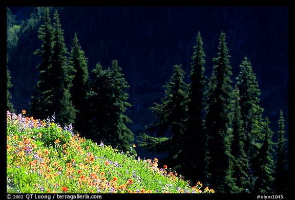 Wildflowers and pine trees, Hurricane ridge. Olympic National Park, Washington, USA.