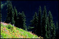 Wildflowers and pine trees, Hurricane ridge. Olympic National Park, Washington, USA.