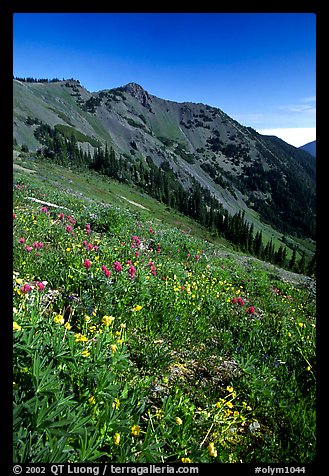 Wildflowers on grassy slope, Hurricane ridge. Olympic National Park (color)