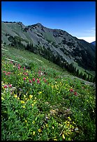 Wildflowers on grassy slope, Hurricane ridge. Olympic National Park, Washington, USA. (color)