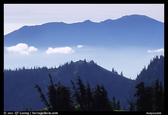 Wind-twisted trees and mountain ridges from Hurricane hill. Olympic National Park, Washington, USA.