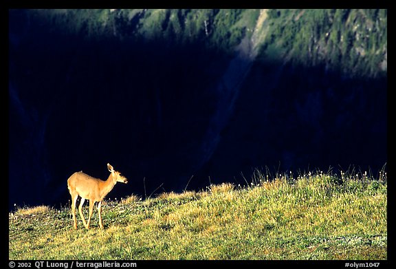 Deer on ridge above valley shadows, Hurricane ridge. Olympic National Park (color)
