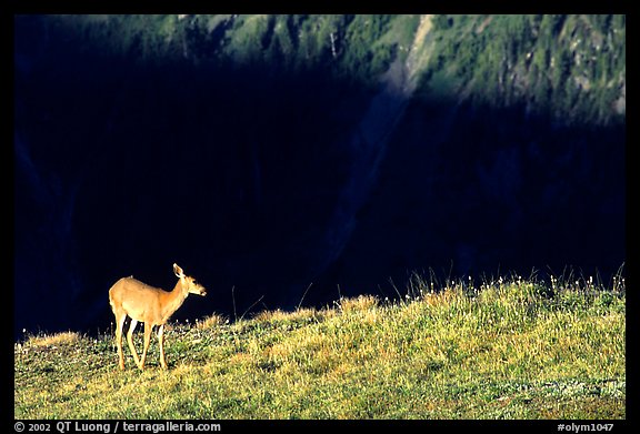 Deer on ridge above valley shadows, Hurricane ridge. Olympic National Park, Washington, USA.