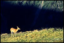 Deer on ridge above valley shadows, Hurricane ridge. Olympic National Park, Washington, USA.