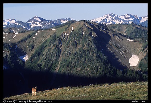 Deer on ridge with Olympic Mountains behind, Hurricane ridge, morning. Olympic National Park, Washington, USA.