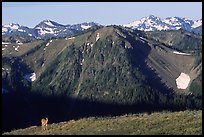 Deer on ridge with Olympic Mountains behind, Hurricane ridge, morning. Olympic National Park, Washington, USA. (color)