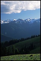 Deer and Olympus Range, Hurricane ridge, afternoon. Olympic National Park, Washington, USA.
