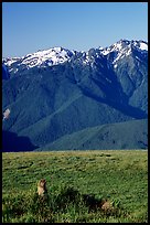 Marmot near Hurricane hill with Olympus Range behind. Olympic National Park, Washington, USA.