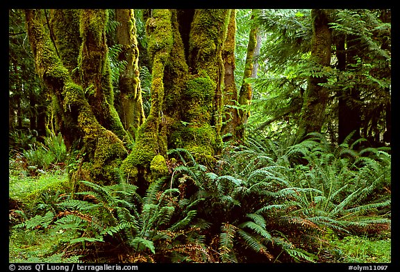 Ferns and moss-covered trunks near Crescent Lake. Olympic National Park, Washington, USA.