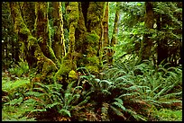 Ferns and moss-covered trunks near Crescent Lake. Olympic National Park, Washington, USA.