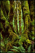 Moss-covered trunks near Crescent Lake. Olympic National Park, Washington, USA.