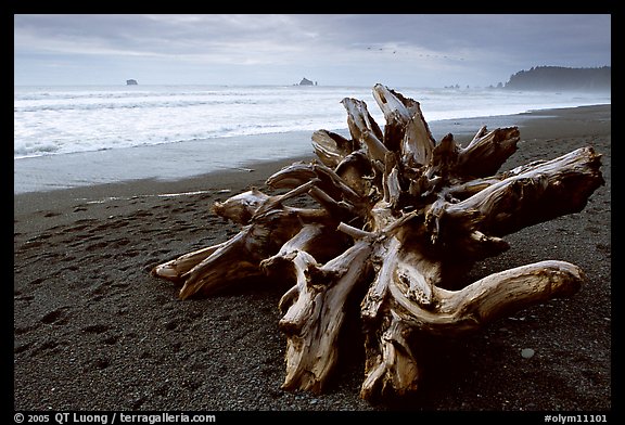 Large roots of driftwood tree, Rialto Beach. Olympic National Park, Washington, USA.