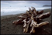 Large roots of driftwood tree, Rialto Beach. Olympic National Park, Washington, USA. (color)