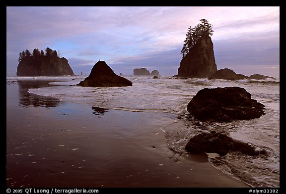 Beach with seastacks and reflections. Olympic National Park, Washington, USA.