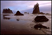 Beach with seastacks and reflections. Olympic National Park, Washington, USA. (color)