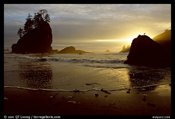 Beach, seastacks and rock with bird, Second Beach, sunset. Olympic National Park, Washington, USA.