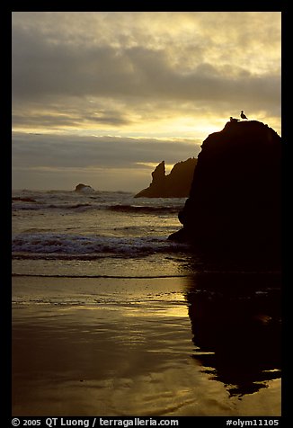 Rock with bird, Second Beach, sunset. Olympic National Park, Washington, USA.