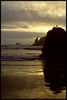 Rock with bird, Second Beach, sunset. Olympic National Park, Washington, USA.