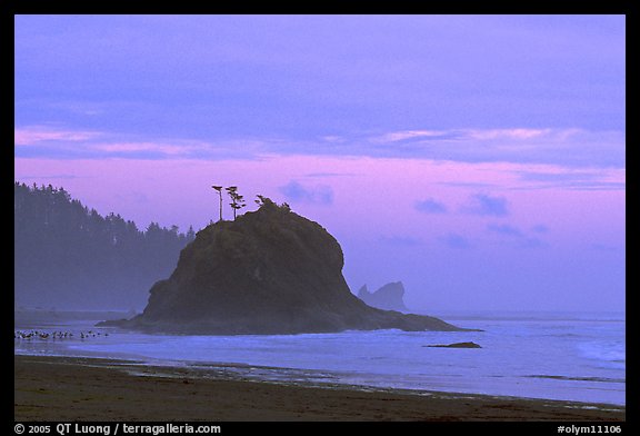 Seastack, Second Beach, dusk. Olympic National Park (color)