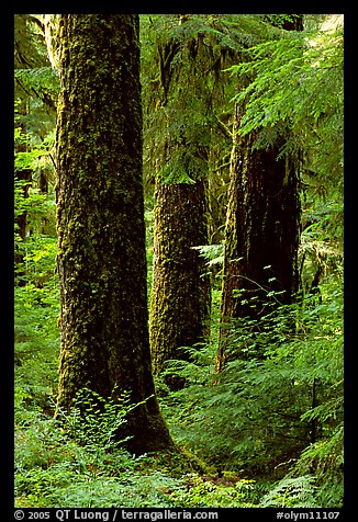 Trunks near Sol Duc falls. Olympic National Park (color)