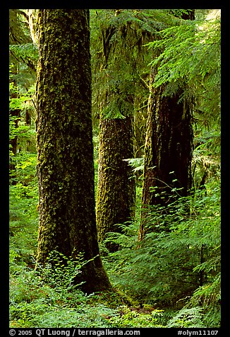 Trunks near Sol Duc falls. Olympic National Park, Washington, USA.