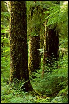 Trunks near Sol Duc falls. Olympic National Park ( color)