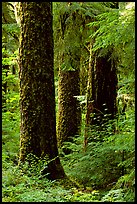 Trunks near Sol Duc falls. Olympic National Park, Washington, USA. (color)