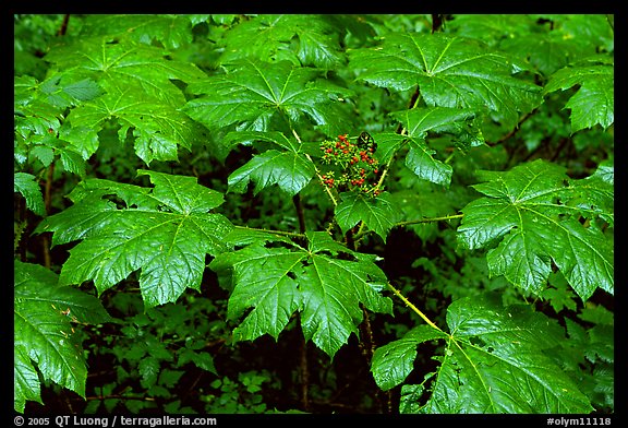Red berries and leaves. Olympic National Park (color)