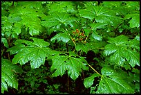 Red berries and leaves. Olympic National Park, Washington, USA. (color)