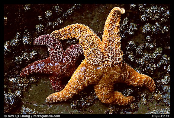 Orange and red sea stars. Olympic National Park, Washington, USA.