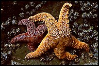 Orange and red sea stars. Olympic National Park, Washington, USA.