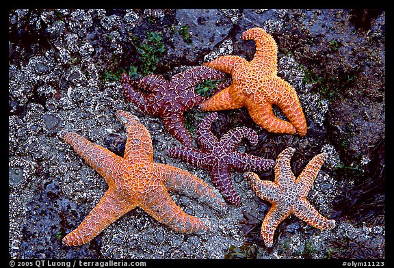 Sea stars on rocks at low tide. Olympic National Park, Washington, USA.