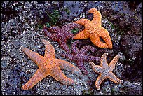 Sea stars on rocks at low tide. Olympic National Park, Washington, USA. (color)