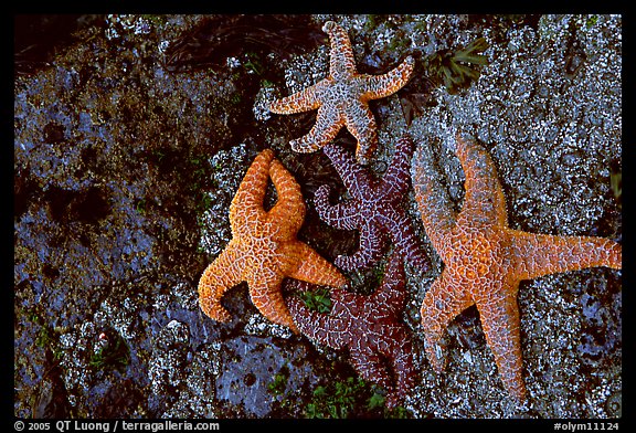 Seastars on rocks at low tide. Olympic National Park, Washington, USA.