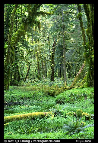 Verdant rain forest, Quinault. Olympic National Park, Washington, USA.