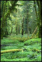 Verdant rain forest, Quinault. Olympic National Park, Washington, USA. (color)