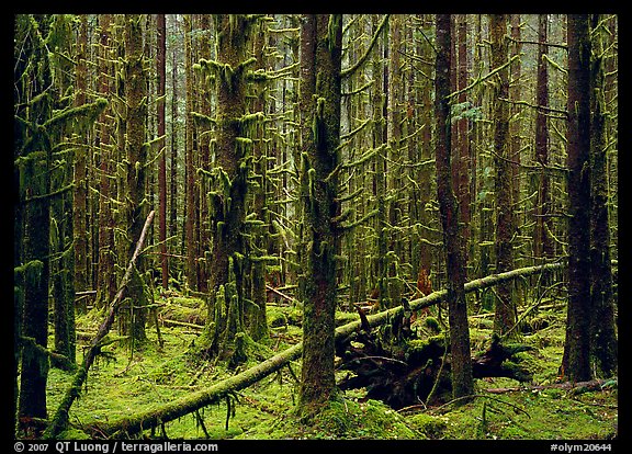 Moss on trunks in Hoh rain forest. Olympic National Park (color)