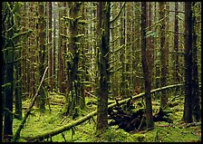 Moss on trunks in Hoh rain forest. Olympic National Park, Washington, USA.