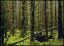 Moss on trunks in Quinault rain forest. Olympic National Park, Washington, USA. (color)