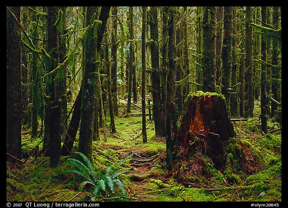 Moss-covered trees in Hoh rainforest. Olympic National Park (color)